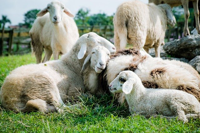 pecore fattoria pepe